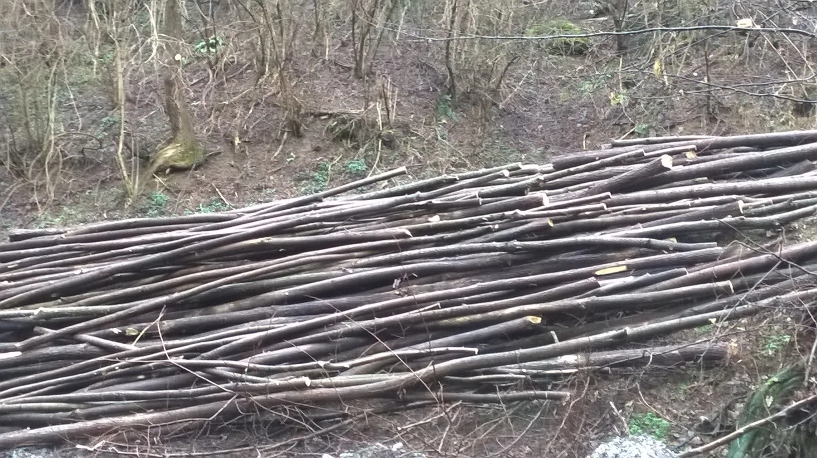 Akazienpfähle