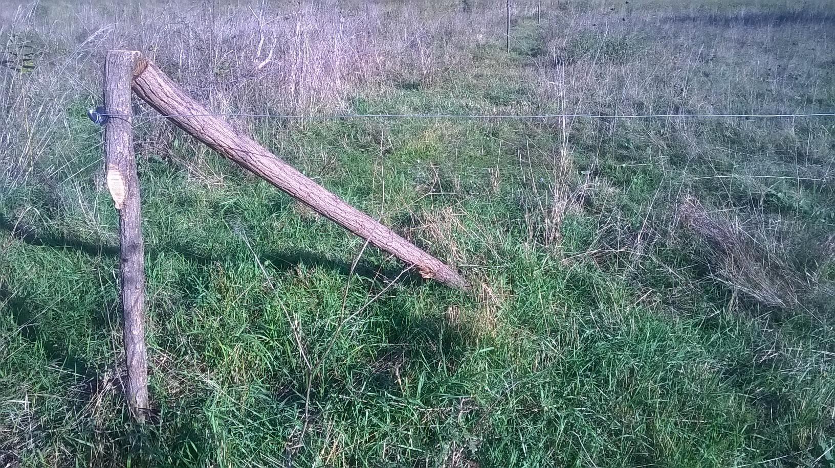 Akazienpfähle